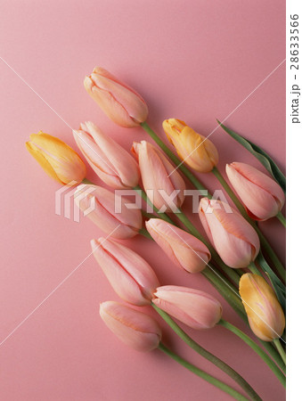 チューリップ チューリップ 28633566
