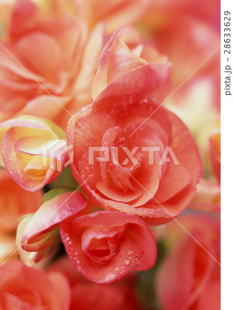 ベゴニア ベゴニア 28633629