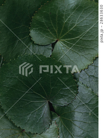 ゲイラックス 28633630