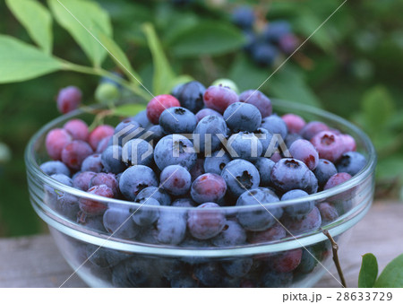 ブルーベリー 28633729