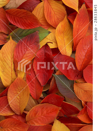 落ち葉 落ち葉 28633845