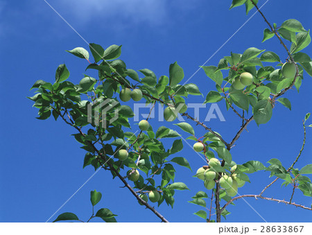 ウメの実 28633867