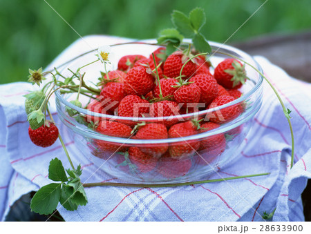 イチゴ イチゴ 28633900