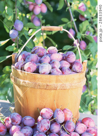 プルーン 28633940