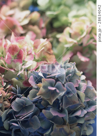 アキイロアジサイ 28634042