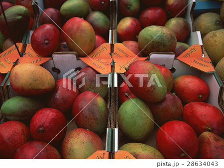 マンゴー 28634043