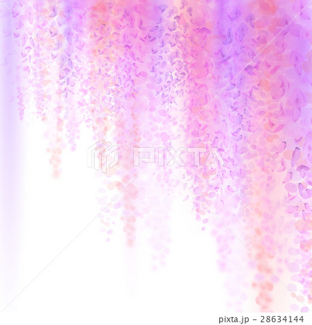 Spring background with blooming wisteria Spring background with blooming wisteria 28634144