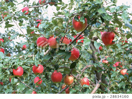リンゴの木 リンゴの木 28634160