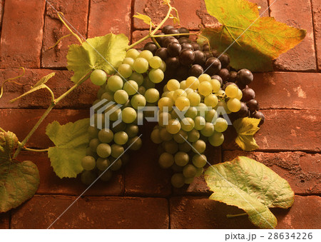 ブドウ ブドウ 28634226