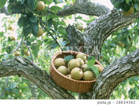 和ナシ 和ナシ 28634362