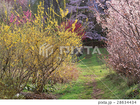 サクラとレンギョウ 28634434