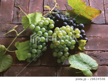 ブドウ ブドウ 28634506