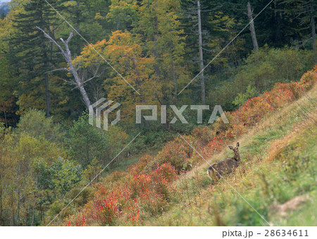 ニホンジカ 28634611