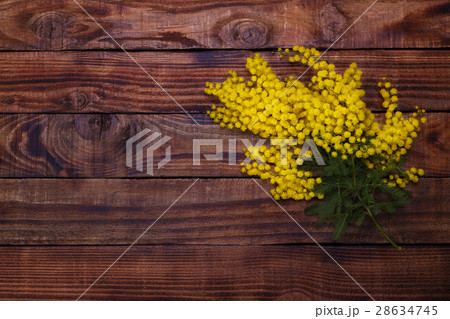 Branch of spring mimosa Branch of spring mimosa 28634745