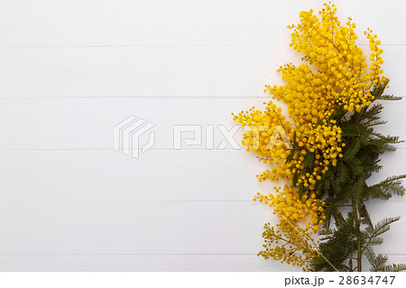 Branch of spring mimosa Branch of spring mimosa 28634747