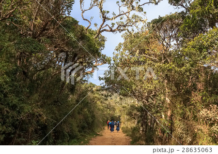 Scenic path in Horton Plains Scenic path in Horton Plains 28635063