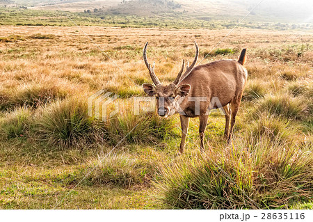 Sambar deer in wild 28635116