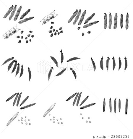 春野菜 そら豆 絹さや グリーンピース 水墨画 春野菜 そら豆 絹さや グリーンピース 水墨画 28635255