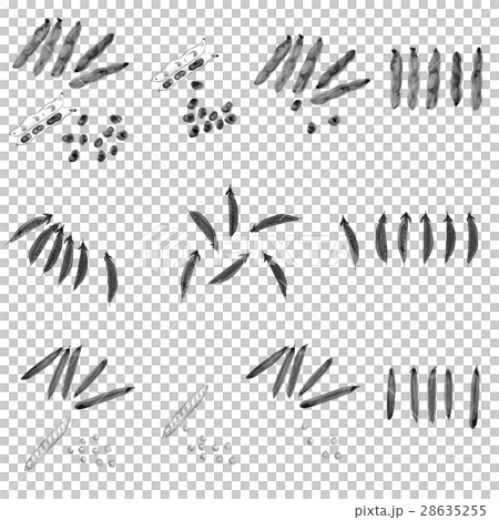 春野菜 そら豆 絹さや グリーンピース 水墨画 春野菜 そら豆 絹さや グリーンピース 水墨画 28635255
