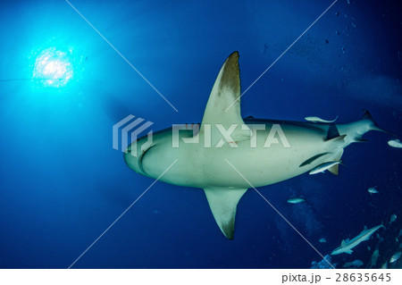 bull shark in the blue ocean background bull shark in the blue ocean background 28635645