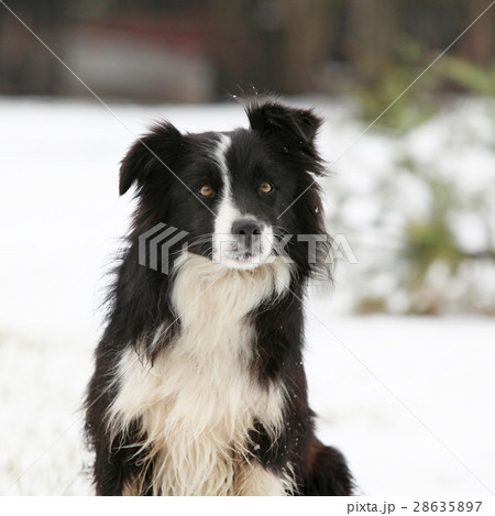 Border collie sitting 28635897