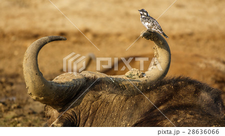 Kingfisher on top of buffalo horns 28636066