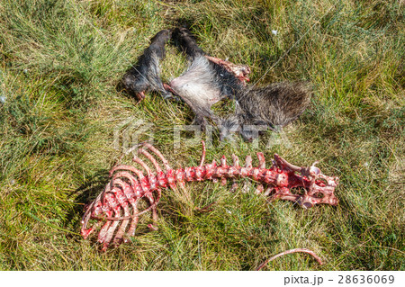 Wild boar skeleton in the wild 28636069