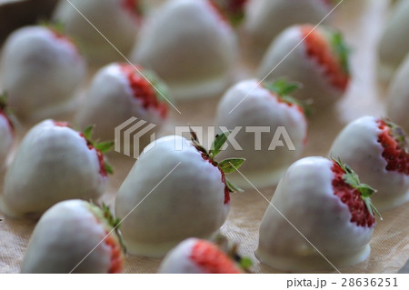 ホワイトチョコでコーティングしたフレッシュいちご 28636251