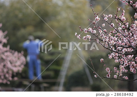 梅と剪定作業する人 28638492
