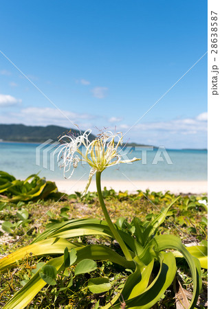 八重島諸島 小浜島の植物 八重島諸島 小浜島の植物 28638587