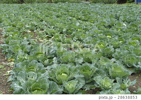 キャベツ畑 28638853