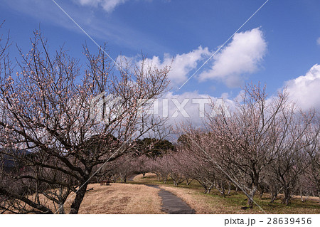 高原の梅 28639456