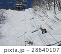 八方尾根　リーゼンクワッド沿い　カモシカ 28640107
