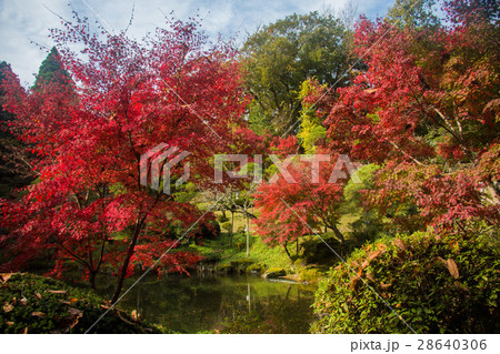 成田山公園紅葉 成田山公園紅葉 28640306