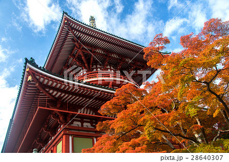 成田山公園紅葉 成田山公園紅葉 28640307