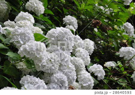 白いアジサイ 28640593
