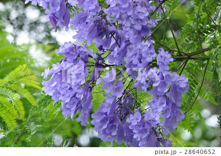 ジャカランダ ジャカランダ 28640652