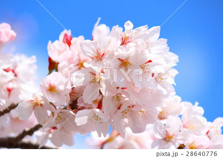 浜松市天竜区船明ダムの桜 28640776