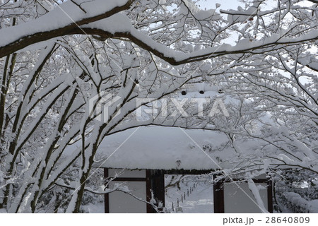 雪の常寂光寺仁王門 28640809