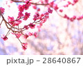 紅梅 28640867