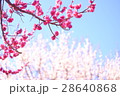 梅と空 28640868