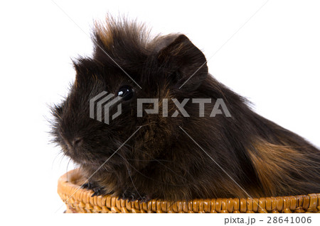 cavy 28641006