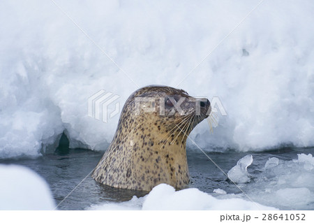 氷から顔を出したゴマフアザラシ 28641052