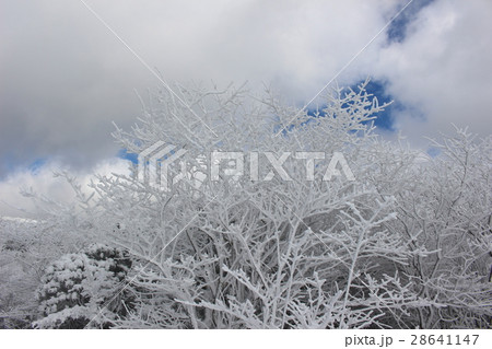牧ノ戸峠の樹氷 28641147