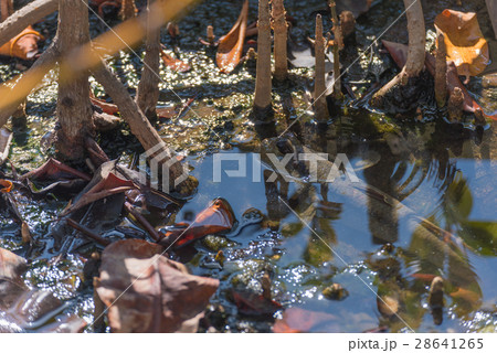 Amphibious fish in mangrove forest . 28641265