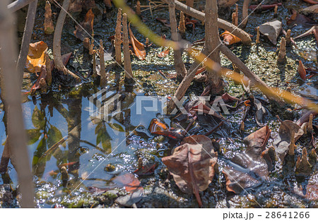 Amphibious fish in mangrove forest . 28641266