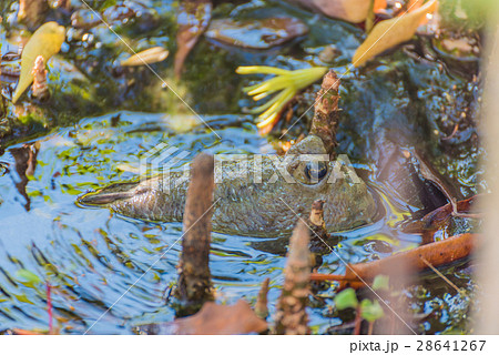 Amphibious fish in mangrove forest . 28641267
