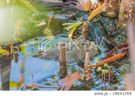 Amphibious fish in mangrove forest . 28641268