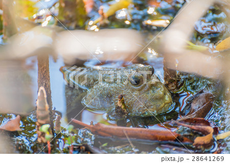 Amphibious fish in mangrove forest . 28641269