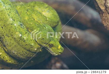 green tree python on tree 28641279